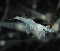 Zoom sur une crevette pénéide (Litopenaeus stylirostris) sur fonds noir