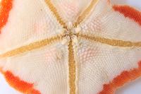 Campagne IBTS 2010 - Face ventrale d'une étoile patte d'oie (Anseropoda placenta)