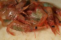 Campagne IBTS 2010 - Pêche de crevettes striées (Pandalus montagui)
