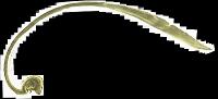 Croissance de la coque commune (Cerastoderma edule)