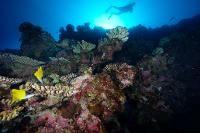 Plongée sur la biodiversité d'un récif corallien (Vairao, Tahiti)