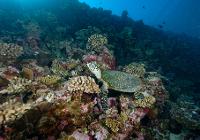  Biodiversité d'un récif corallien (Vairao, Tahiti) - Tortue