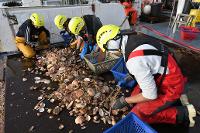 Campagne COSB 2022 - Tri des coquilles Saint-Jacques déposées par la drague