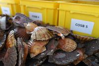 Campagne COSB 2022 - Coquilles Saint-Jacques devant les bacs de tri par classe d'âge