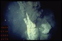 Campagne HYDROSNAKE - Crevettes (Rimicaris exoculata) et cheminée hydrothermale active