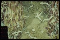 Campagne EQUANAUTE - Vers géants (Riftia Pachyptila), crustacés et poissons