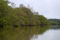 Paysage de mangrove sur les berges de la rivière de Montsinéry (Guyane)