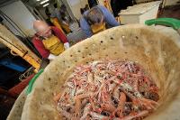 Langoustines triées dans un panier