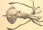 Céphalopode (Cycloteuthis sirventi)