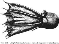 Céphalopode (Amphitretus pelagicus)