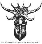 Céphalopode (Japetella prismatica)